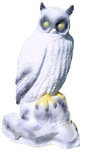 Owl Lg19